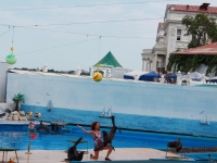 Выступают морские котики