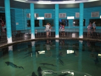 В музее-аквариуме